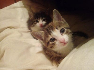 Лот: 10706448. Фото: 1. Котята. Подарок к новому году. Кошки, котята
