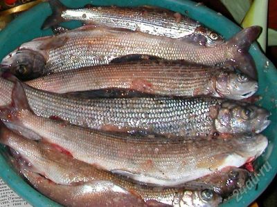 Лот: 410959. Фото: 1. пакет 1 кг малосоленого хариуса. Икра, рыба, морепродукты