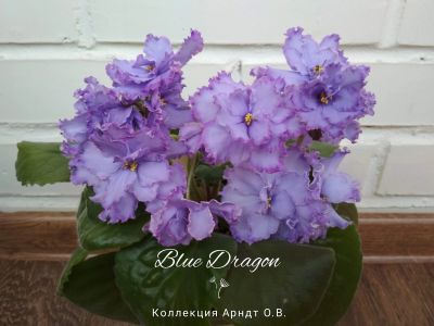 Лот: 8227845. Фото: 1. Фиалка Blue Dragon - лист. Горшечные растения и комнатные цветы