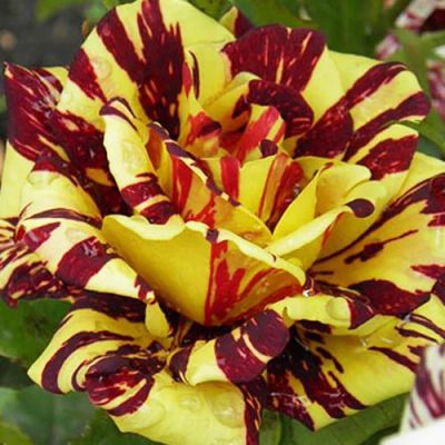 Лот: 17265593. Фото: 1. Роза «Сим Салабим» (Sim Salabim... Садовые цветы
