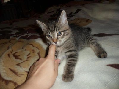 Лот: 1316792. Фото: 1. Котёнок. Кошки, котята