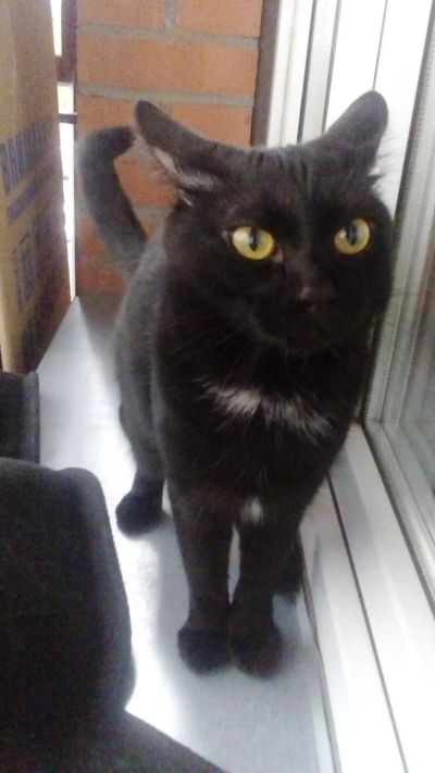 Лот: 9937052. Фото: 1. ОТДАМ котёнка в заботливые ручки. Кошки, котята