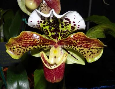 Лот: 5055788. Фото: 1. Орхидея Пафиопедилум замечательный... Горшечные растения и комнатные цветы
