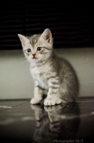 Лот: 4135424. Фото: 1. шотландский котенок страйт. Кошки, котята