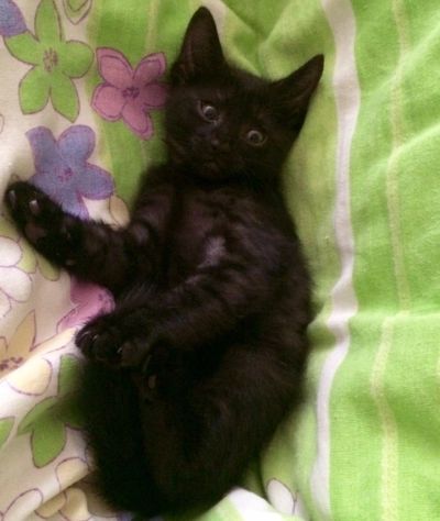 Лот: 18122548. Фото: 1. Котёнок ( кот деловой чернобурый... Кошки, котята
