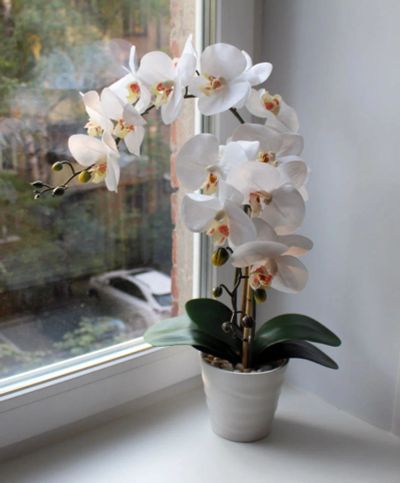 Лот: 9263029. Фото: 1. Орхидея фаленопсис. Горшечные растения и комнатные цветы