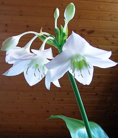 Лот: 6893290. Фото: 1. Эухарис - "Амазонская лилия". Горшечные растения и комнатные цветы