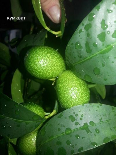 Лот: 8331410. Фото: 1. Кумкват сорт Маргарита 2. Горшечные растения и комнатные цветы