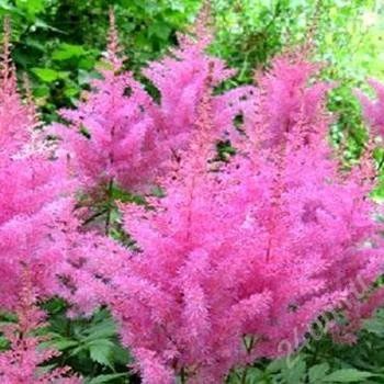 Лот: 1669997. Фото: 1. Астильба Gloria Purpurea. Другое (семена, рассада, садовые растения)