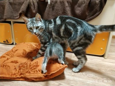 Лот: 18083281. Фото: 1. Котята. Кошки, котята