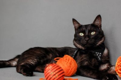 Лот: 4289415. Фото: 1. Отдам красивого кота в добрые... Кошки, котята