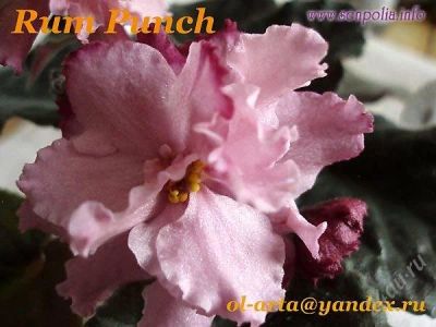 Лот: 796193. Фото: 1. Фиалка Rum Punch - детка. Горшечные растения и комнатные цветы