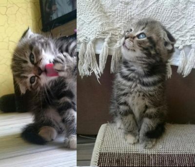 Лот: 5539985. Фото: 1. Кошечка вислоухая мраморный окрас. Кошки, котята
