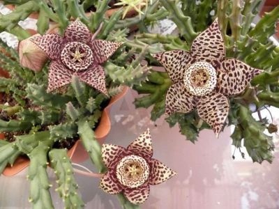 Лот: 17363022. Фото: 1. Стапелия пестрая (Stapelia variegata... Горшечные растения и комнатные цветы