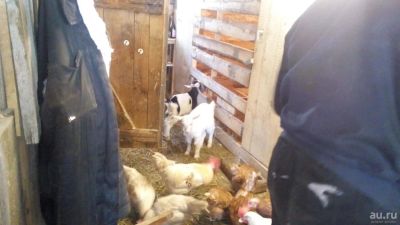 Лот: 9318428. Фото: 1. яйцо домашнее, свежее. Мясо, птица, яйцо