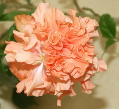 Лот: 10458553. Фото: 1. Молодой гибискус Double Peach... Горшечные растения и комнатные цветы