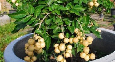 Лот: 22376243. Фото: 1. Лонган (драконий глаз) растение... Горшечные растения и комнатные цветы