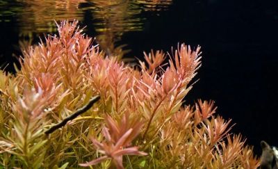 Лот: 13044868. Фото: 1. Ротала индика (rotala indica). Водные растения