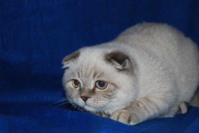 Лот: 7746351. Фото: 1. Шотландская вислоухая. Кошки, котята