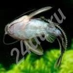 Лот: 674387. Фото: 1. Платидорас полосатый (2 шт. одним... Рыбки