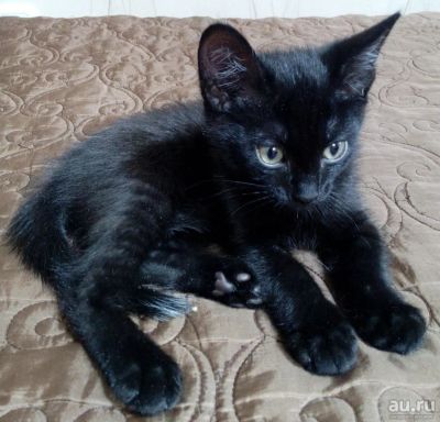 Лот: 8617346. Фото: 1. Ласковый красивый котенок ищет... Кошки, котята
