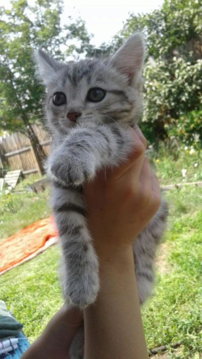 Лот: 7971492. Фото: 1. Кошечка. Кошки, котята