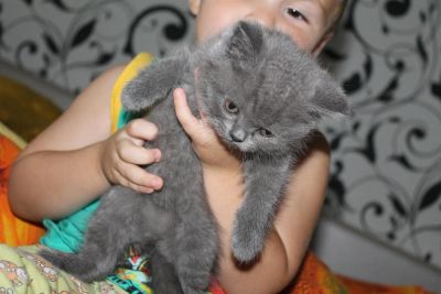 Лот: 3018442. Фото: 1. Шотландская девочка. Кошки, котята
