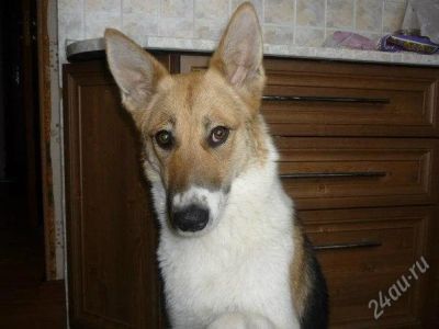 Лот: 2379364. Фото: 1. Суперсобака!. Собаки, щенки