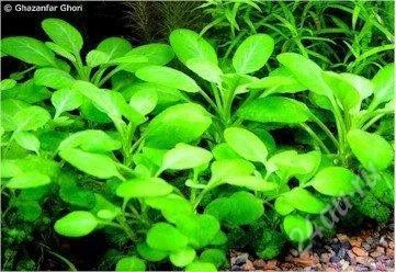 Лот: 1551842. Фото: 1. lobelia cardinalis 'small form... Водные растения