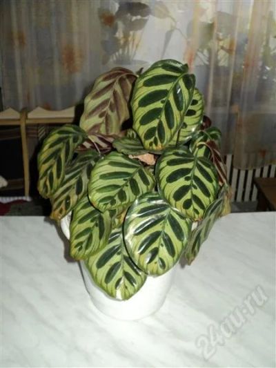 Лот: 708084. Фото: 1. Калатея. Горшечные растения и комнатные цветы