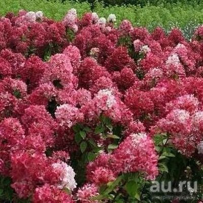 Лот: 13065424. Фото: 1. Гортензия метельчатая Мэджикал... Декоративные кустарники и деревья