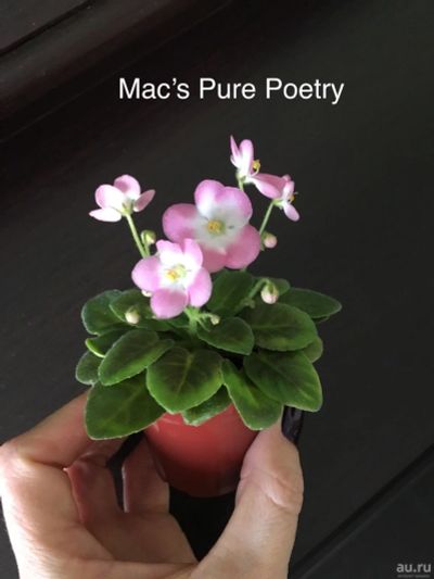Лот: 13271211. Фото: 1. Мини фиалка Mac’s Pure Poetry... Горшечные растения и комнатные цветы