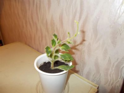 Лот: 3298456. Фото: 1. Колерия. Горшечные растения и комнатные цветы