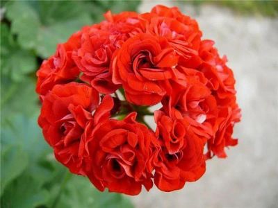 Лот: 12996651. Фото: 1. Розебудная красная пеларгония. Горшечные растения и комнатные цветы