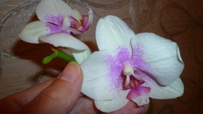 Лот: 4771874. Фото: 1. орхидея фаленопсис Н20(reyk javik... Горшечные растения и комнатные цветы