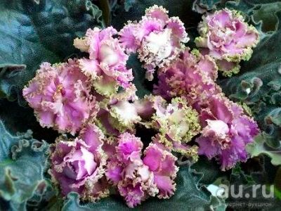 Лот: 9242579. Фото: 1. Продам фиалку Island Rose, взрослая. Горшечные растения и комнатные цветы