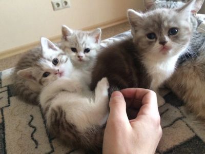 Лот: 9016466. Фото: 1. Британская кошка. Кошки, котята