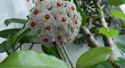 Лот: 13948441. Фото: 1. Хойя Карноза - укорененный черенок. Горшечные растения и комнатные цветы