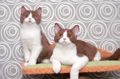 Лот: 9480579. Фото: 1. Циннамоновые девочки с белым. Кошки, котята
