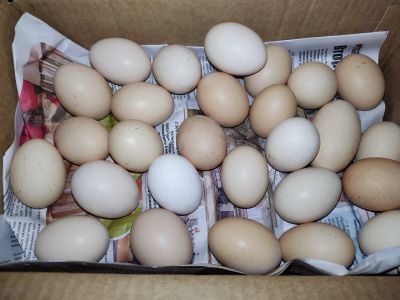 Лот: 20577255. Фото: 1. Домашнее куринное яйцо 50шт. Мясо, птица, яйцо