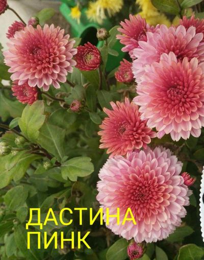 Лот: 8880026. Фото: 1. Дастана Пинк. Садовые цветы