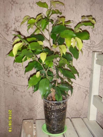 Лот: 11628776. Фото: 1. фикус Бенджамина "Yellow Gold... Горшечные растения и комнатные цветы