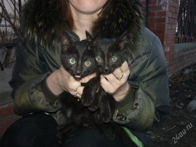 Лот: 869880. Фото: 1. котята чёрненькие. Остальные животные
