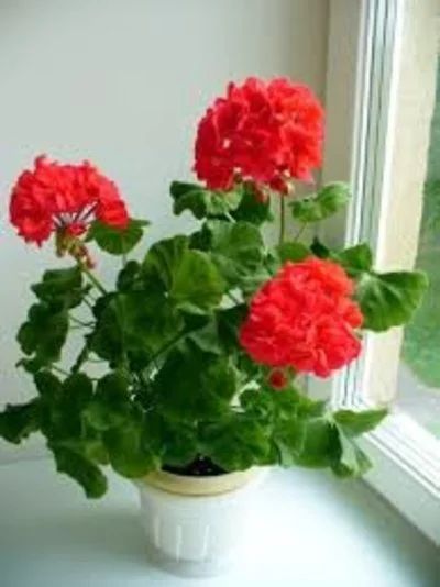 Лот: 10686036. Фото: 1. Пеларгония Kenny's Double (укоренённый... Горшечные растения и комнатные цветы