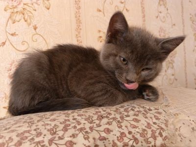 Лот: 4641550. Фото: 1. @ ультрапородистый апгрейженый... Кошки, котята