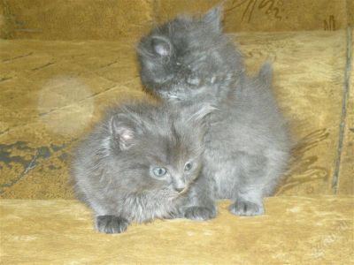 Лот: 2652128. Фото: 1. отдам котенка новорожденый родился... Кошки, котята