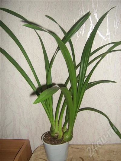 Лот: 720996. Фото: 1. орхидея цимбидиум. Горшечные растения и комнатные цветы