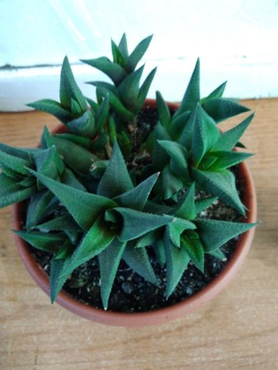 Лот: 12679777. Фото: 1. Haworthia tortuosa (хавортия тортуоза... Горшечные растения и комнатные цветы