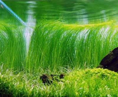 Лот: 14577025. Фото: 1. Ситняг (элеохарис) Гигантский... Водные растения