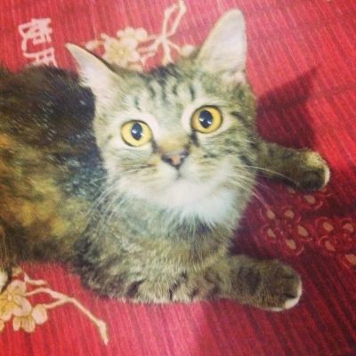 Лот: 4286094. Фото: 1. Отдам сибирскую кошечку в хорошие... Кошки, котята